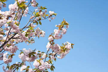 青空と八重桜