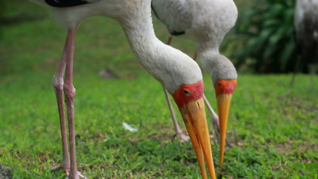 Painted Stork (Mycteria leucocephala)