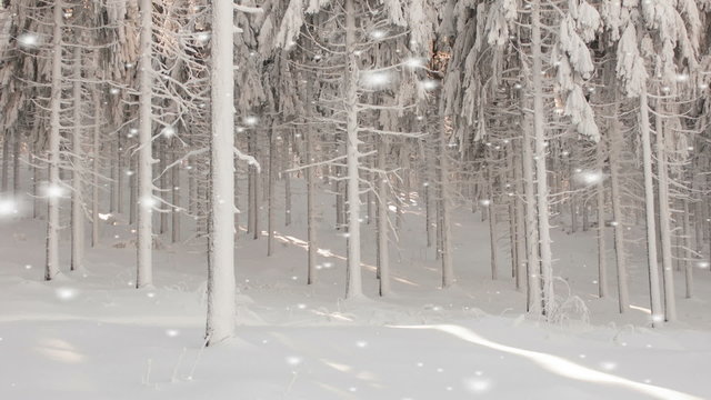 Falling snowflakes in a winter forest