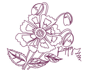 Vector illustration  with Poppy sketch white and claret