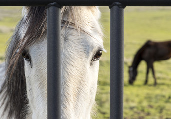Sad horse - Powered by Adobe