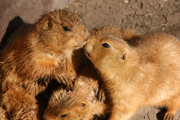 Prairie dogs are sniffing each other