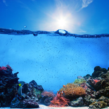 Fototapeta Underwater scene. Coral reef, clean water, blue sunny sky