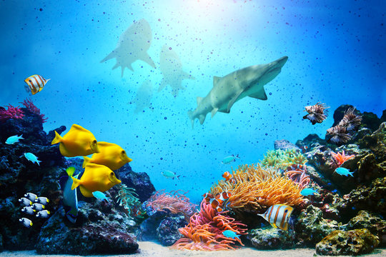 Fototapeta Podwodna scena. Rafa koralowa, grupy ryb, rekiny