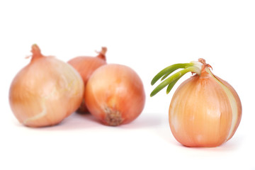 Onion  in the foreground and onions in the background