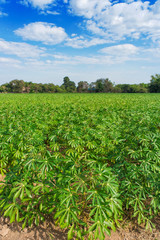 Fototapeta na wymiar Cassava plant field