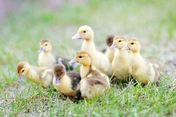portrait of beautiful fluffy ducklings