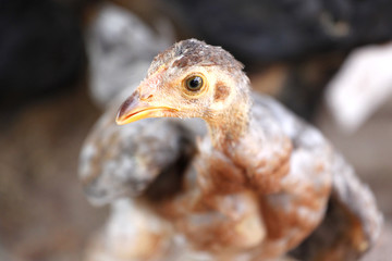 Chickens are foraging Beside Coop.