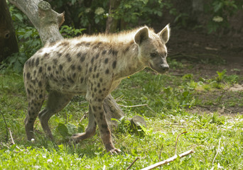 Striped hyena