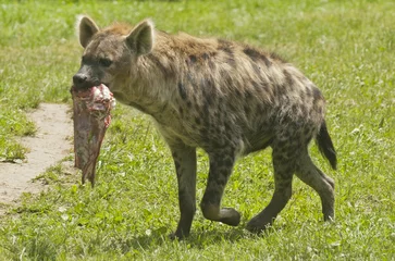  Striped hyena © kerstiny