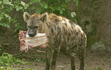 Striped hyena