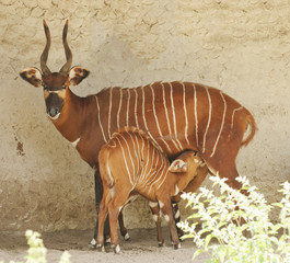 Bongo © kerstiny