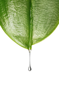Water drop on a leaf isolated on white background