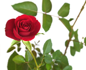 Fototapeta premium Single red rose bud blossom on branch isolated on white