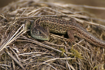 Naklejka premium Eidechse im Wald