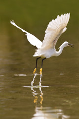 Little white egret take off