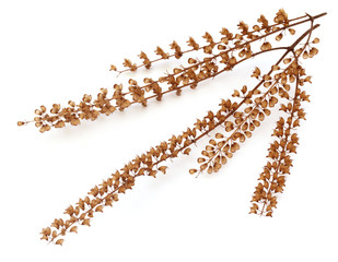 Dried flower of Medicinal holy basil or tulsi leaves - obrazy, fototapety, plakaty
