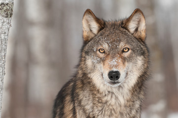 Portrait de loup gris (Canis lupus)