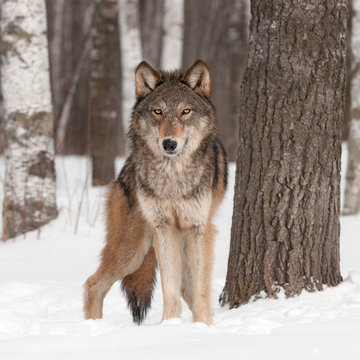 Fototapeta Grey Wolf (Canis lupus) Looks Forward