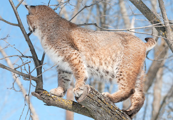 Bobcat (Lynx rufus) in Tree with Back Turned