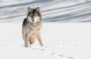 Fototapeta na wymiar Grey Wolf (Canis lupus) Stare