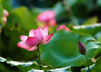 Obraz premium lotus flower