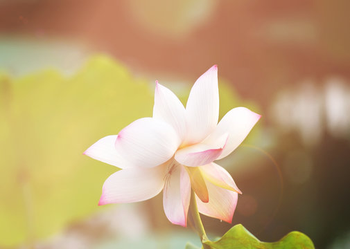 lotus flower