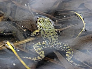 Teichfrosch im Frühling