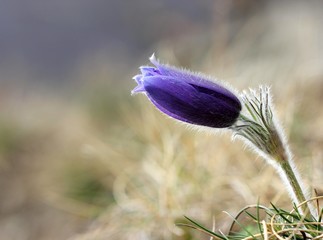 Gewöhnliche Küchenschelle im Nationalpark Kellerwald