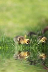 Gänseküken auf einer Wiese mit Spiegelung