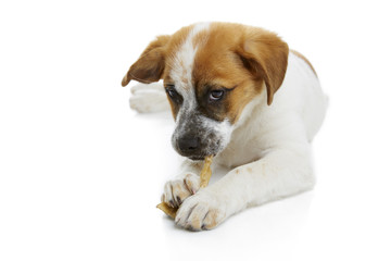 Young terrier dog eating rawhide treat over white background.