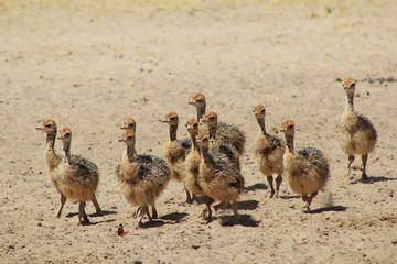 Ostrich chicks running towards a watering hole in Africa