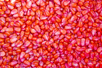 Red corn seed