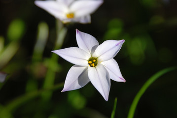 Closeup of a spring starflower