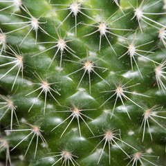 Closeup of a cactus