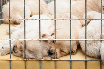 Puppies inside a cage for sale