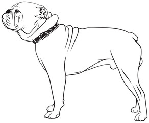 American Bulldog dog breed
