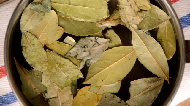 Laurus nobilis 월계수