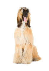 Afghan Hound