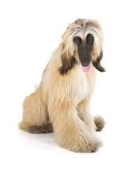 Afghan Hound