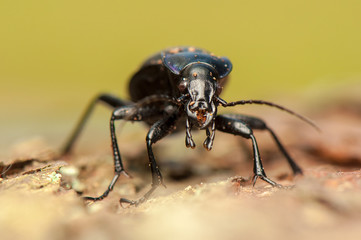 Carabus glabratus