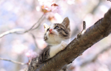 子猫の花見