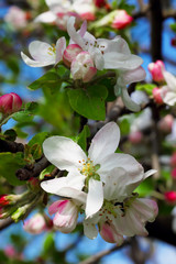 Apple blossom. vertical