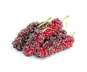 Mulberry