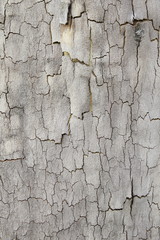 Background of plane tree bark