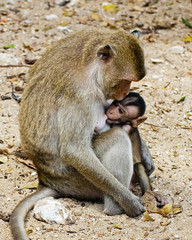 Fototapeta premium Monkey mom with baby