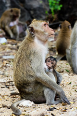 Monkey mon whit baby