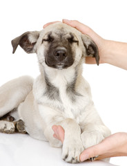 Hand caressing dog's head. isolated on white 