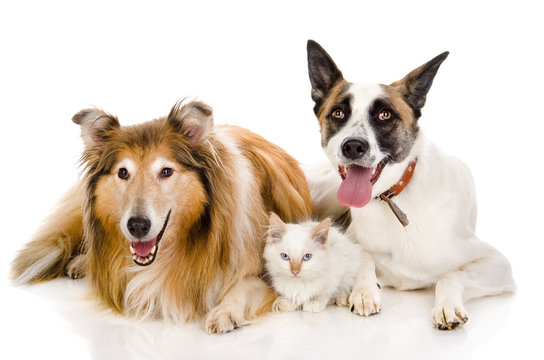 two adult dogs and tiny kitten. isolated on white 