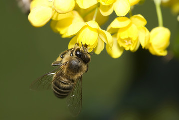 Honey bee on beautiful yellow flower